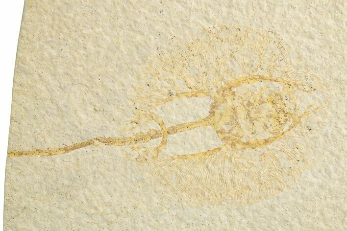 Bargain, Fossil Juvenile Stingray (Heliobatis) - Wyoming #318798